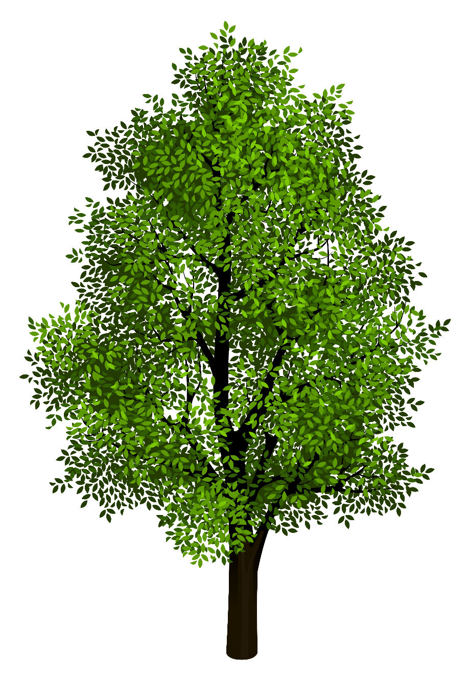 tree transparent background real