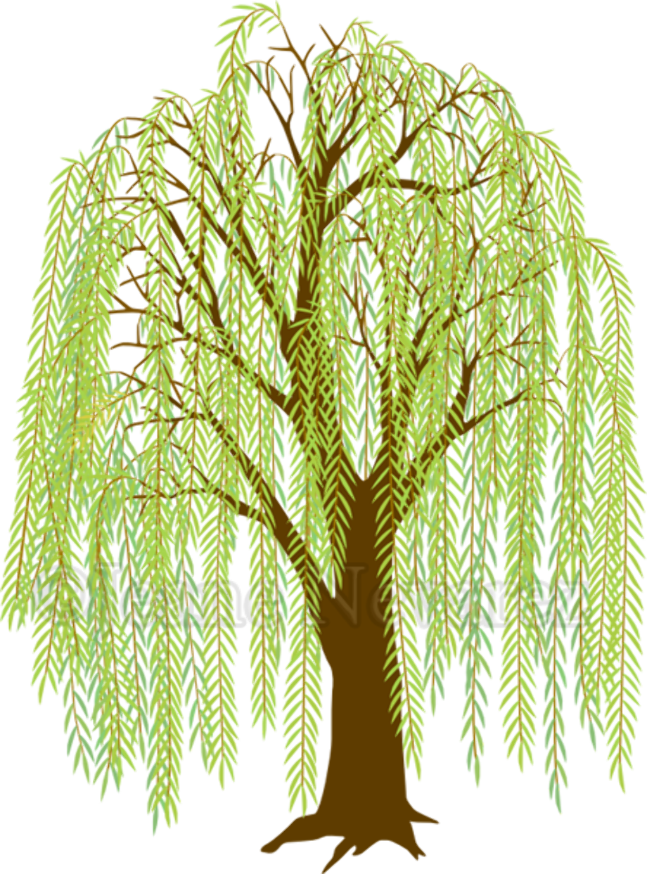 Tree weeping willow