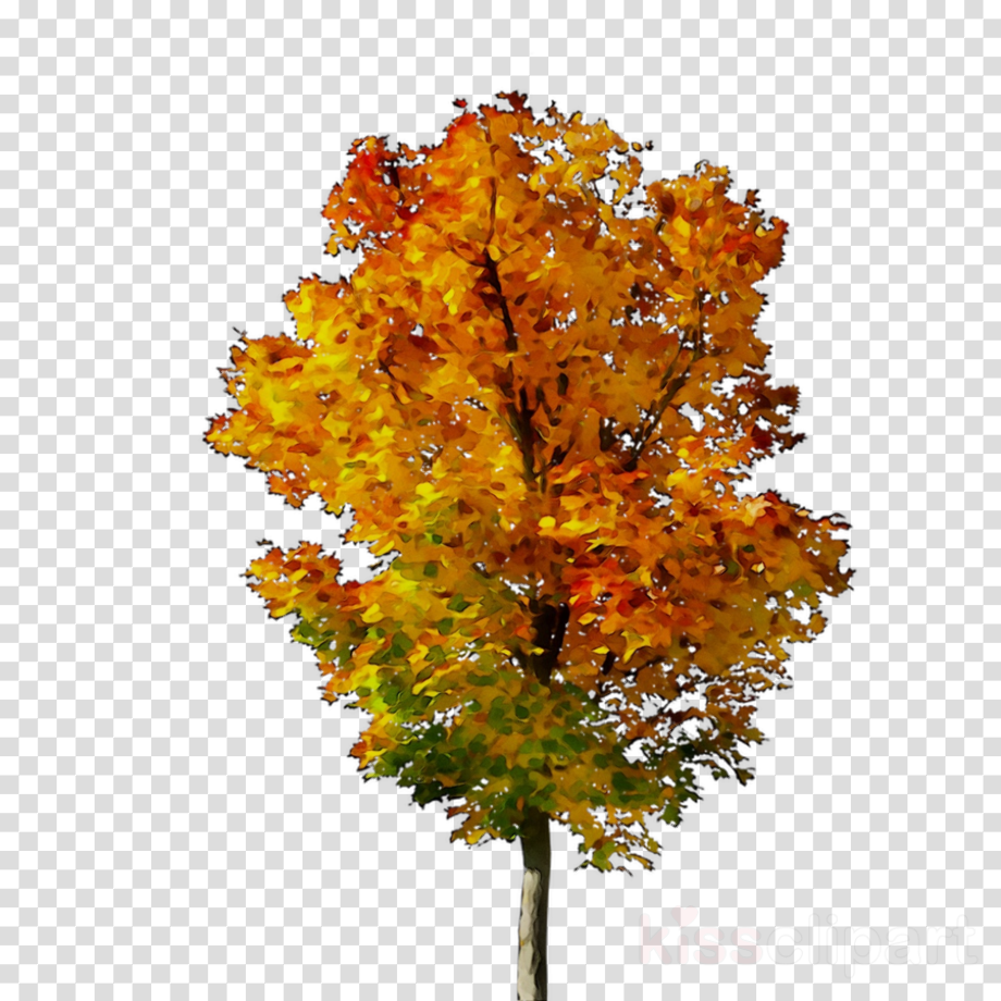 Download High Quality tree transparent background maple Transparent PNG