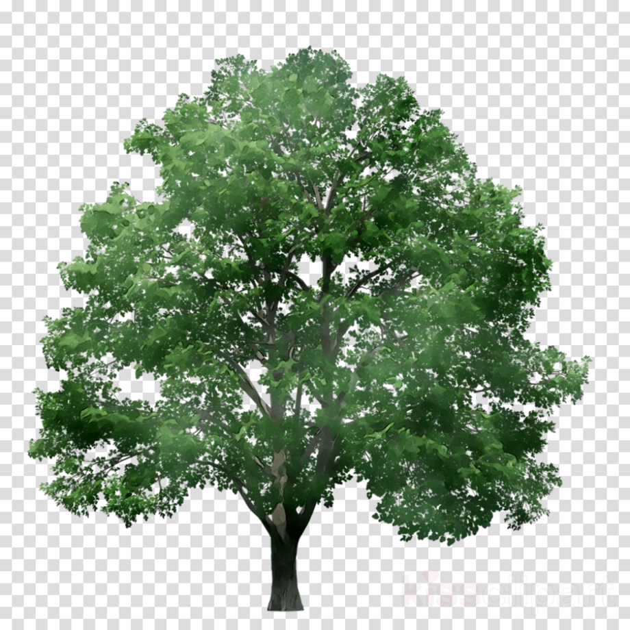 Oak Tree Transparent Background