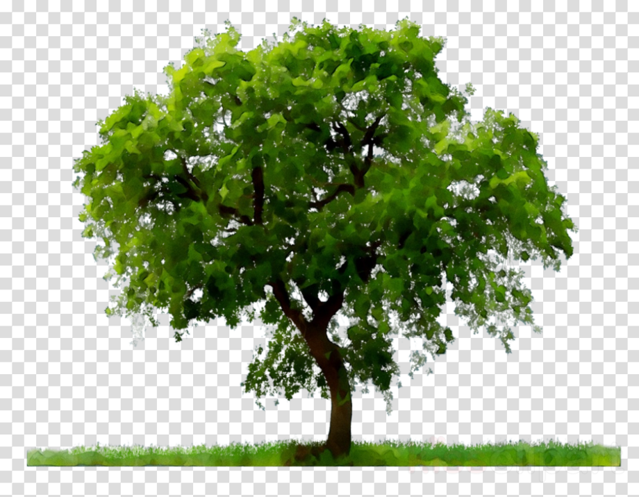 tree transparent background oak