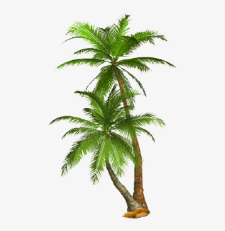 tree transparent background palm