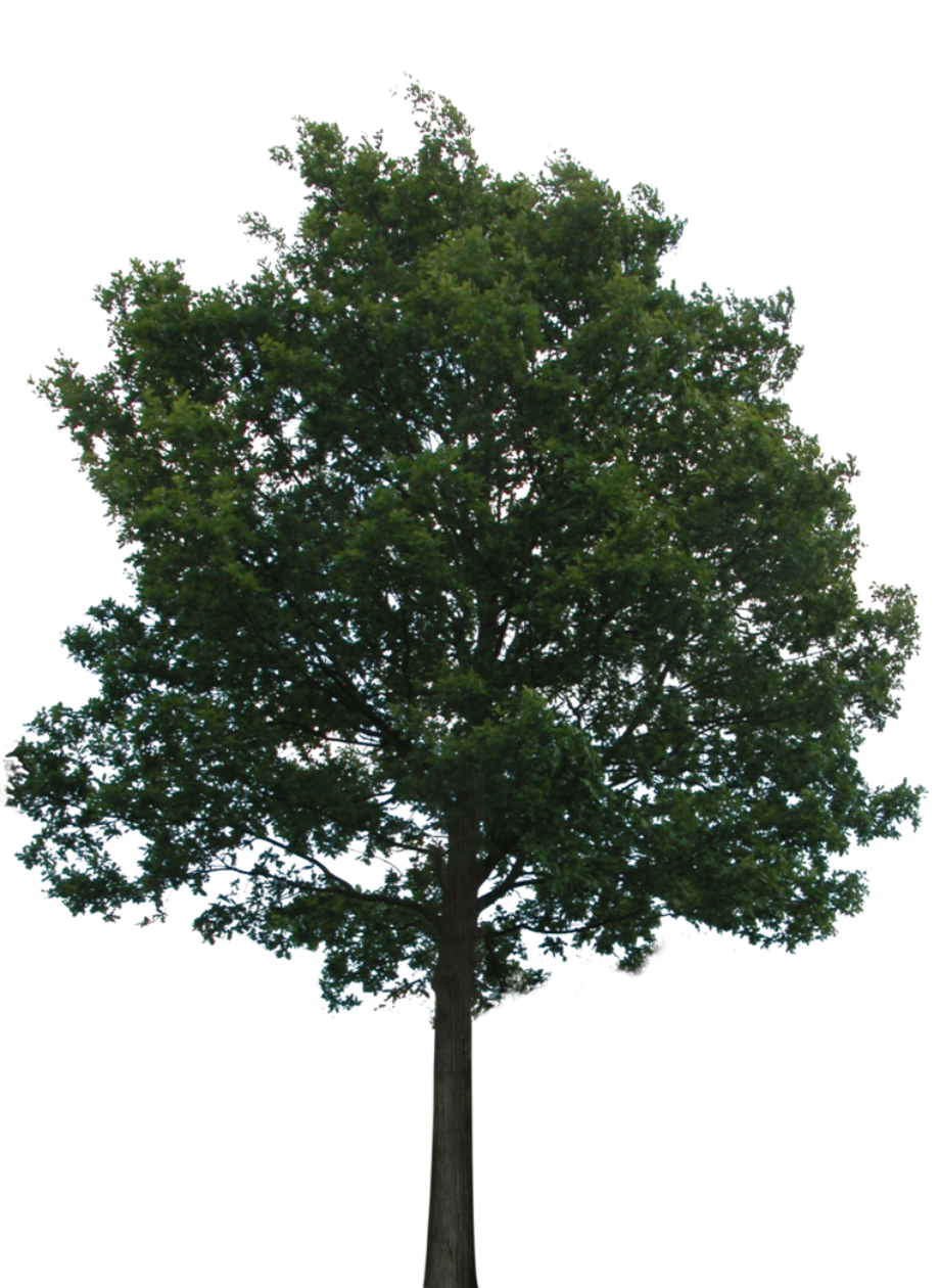 tree transparent background maple
