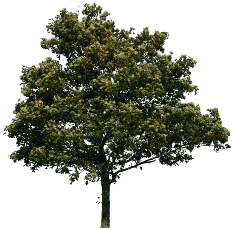 Tree transparent realistic
