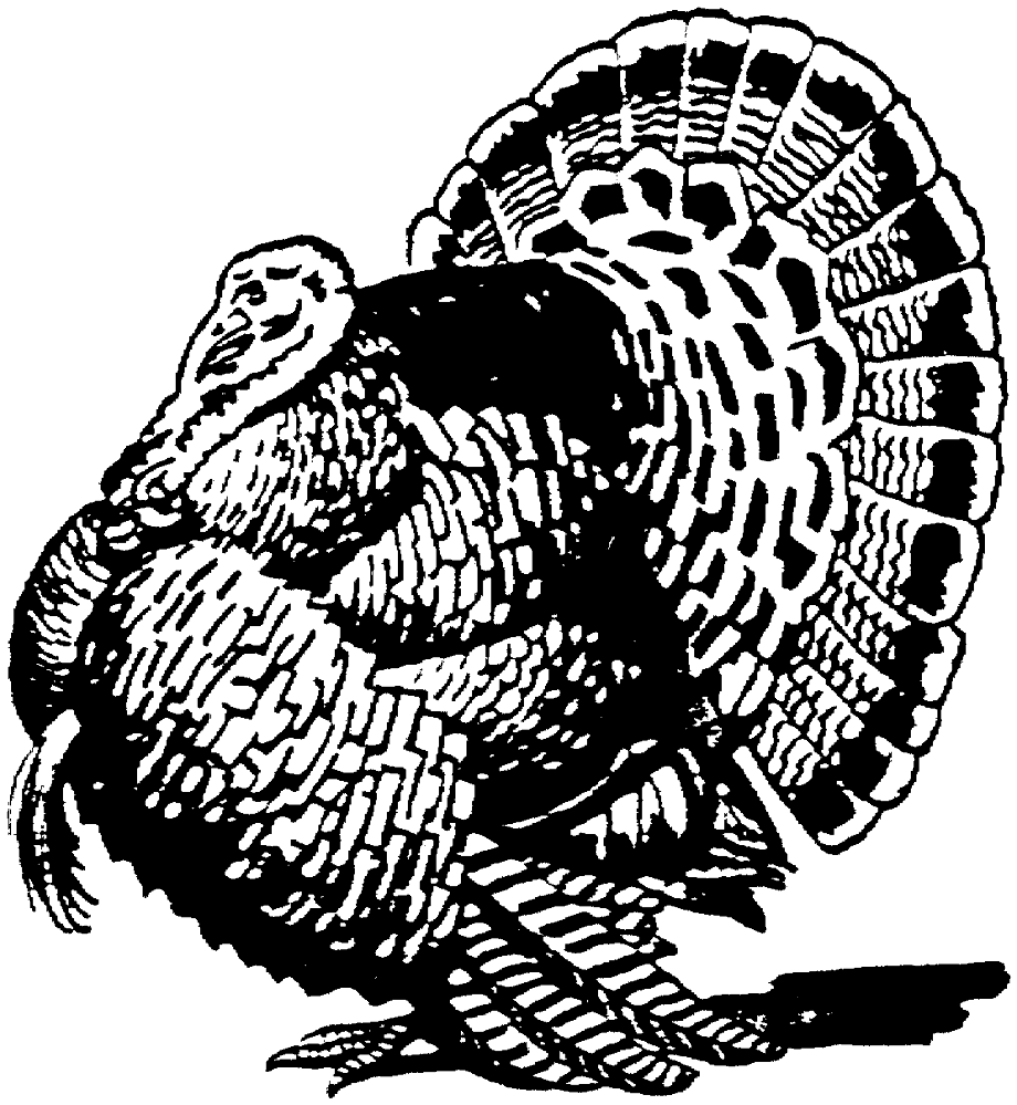 happy thanksgiving clipart white