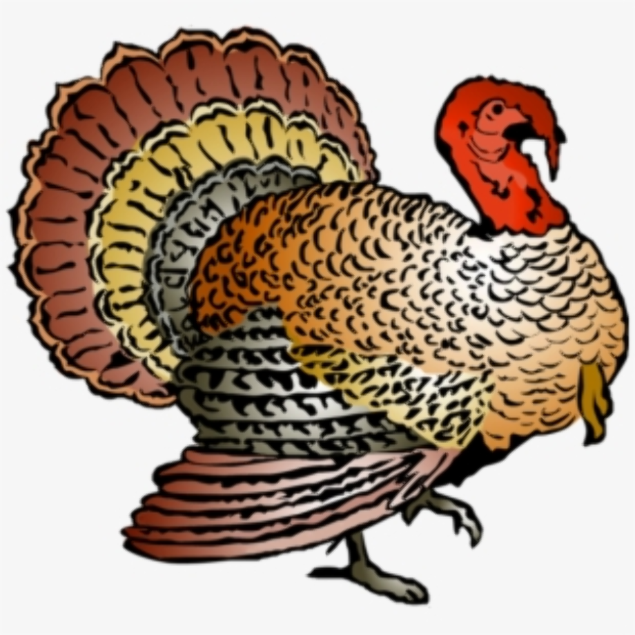turkey clipart realistic