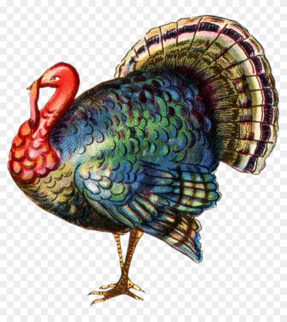 turkey clipart realistic