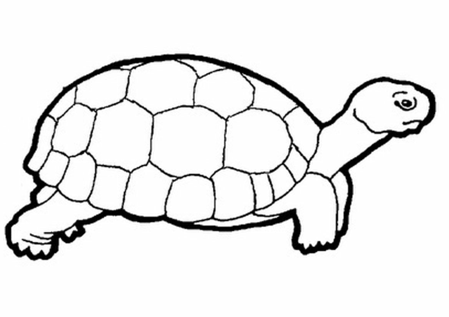 black and white clipart turtle