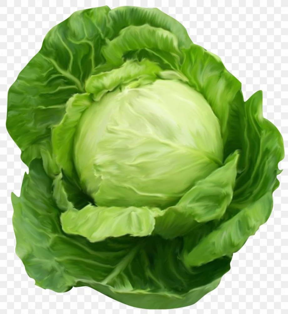 lettuce clipart cabbage