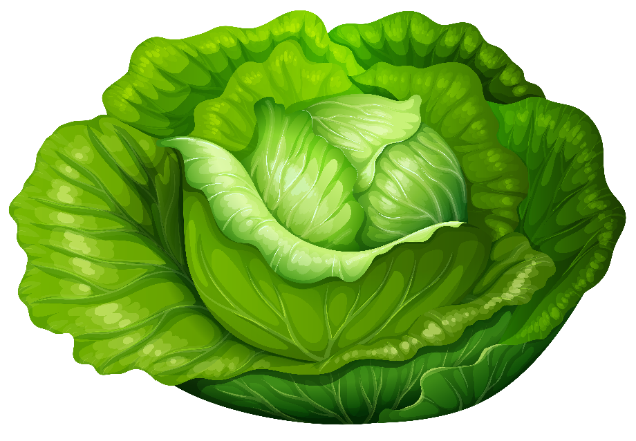 lettuce clipart high resolution