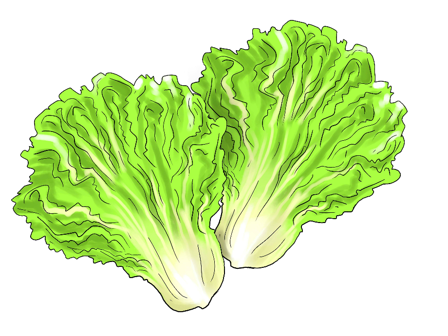 lettuce clipart piece