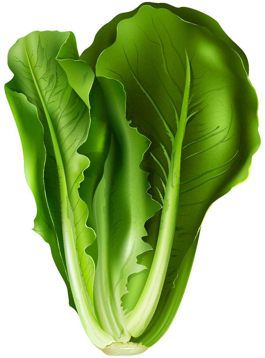 lettuce clipart happy