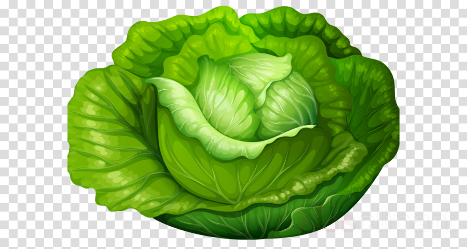 Download High Quality vegetables clipart lettuce Transparent PNG Images