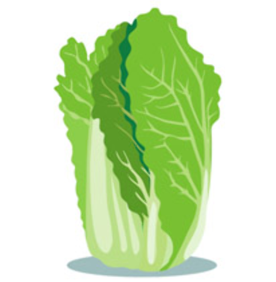 vegetables clipart cabbage