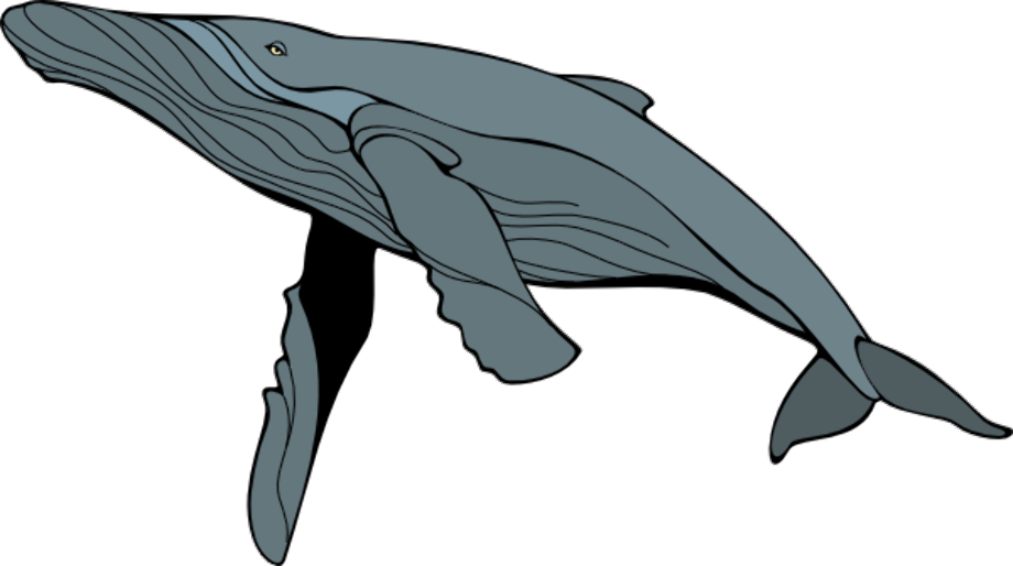 whale clipart jumping