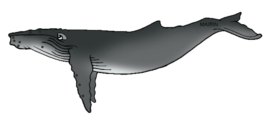Download High Quality whale clipart humpback Transparent PNG Images