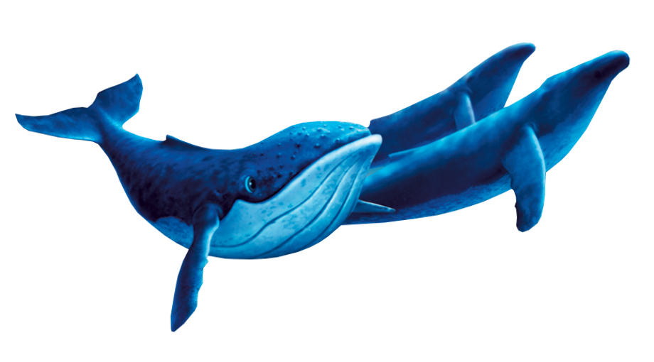 Download High Quality whale clipart humpback Transparent PNG Images