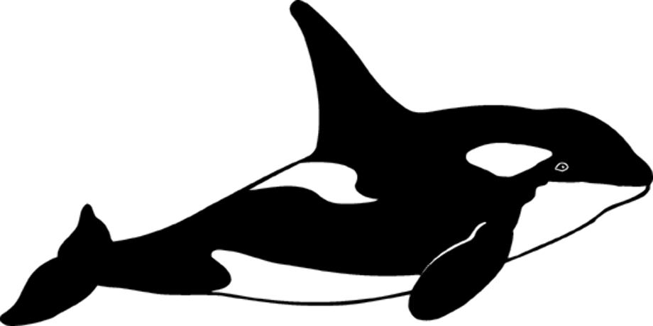 whale clipart orca