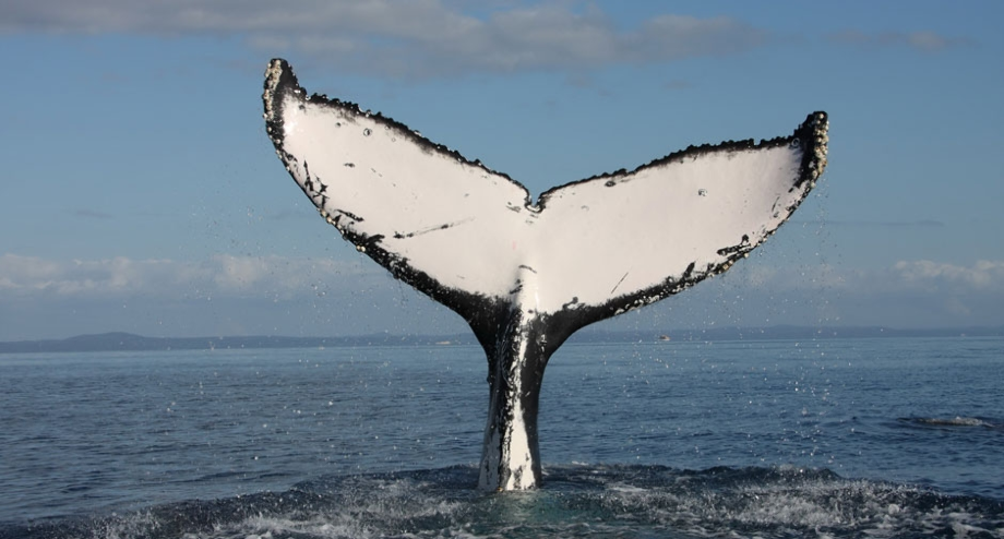 Whale logo tail.