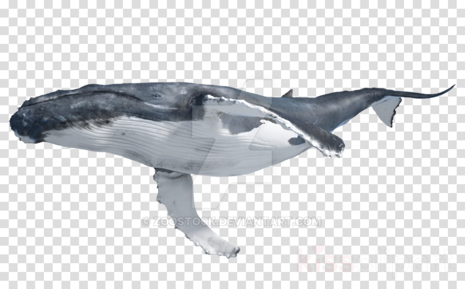 Download High Quality whale logo transparent Transparent PNG Images