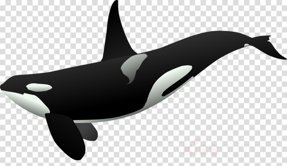 Download High Quality whale logo transparent Transparent PNG Images