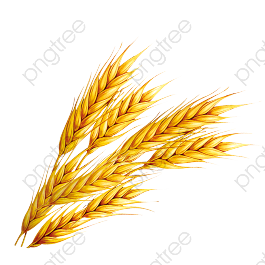 wheat clipart