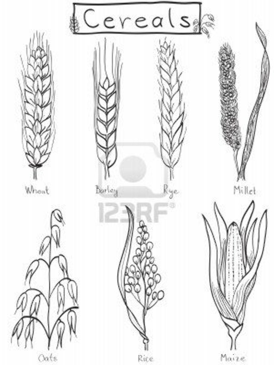 Download High Quality wheat clipart easy Transparent PNG Images - Art