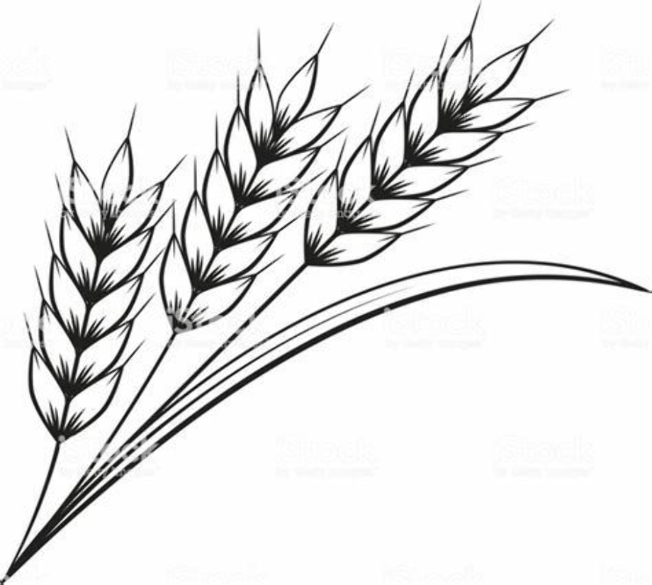 wheat clipart illustration