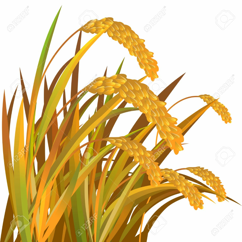 Download High Quality wheat clipart cartoon Transparent PNG Images