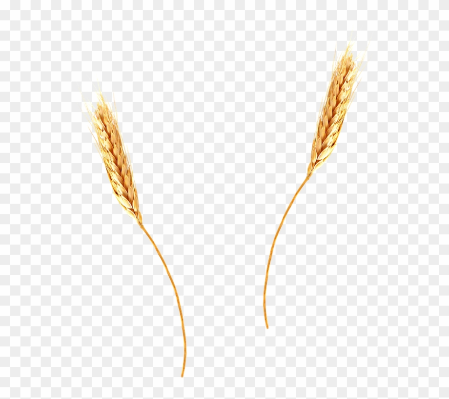 wheat clipart transparent background