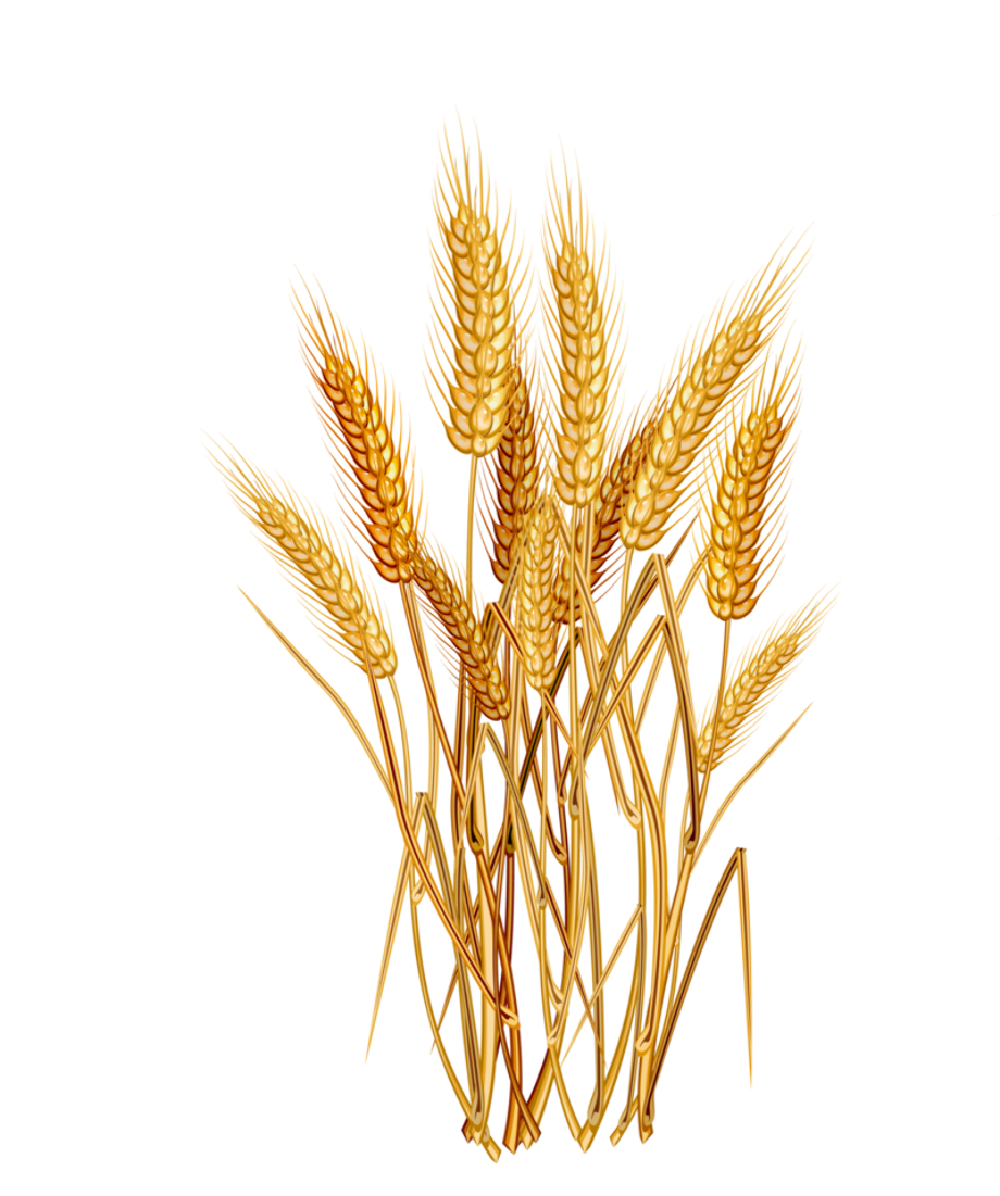 Download Download High Quality wheat clipart clear background Transparent PNG Images - Art Prim clip arts ...