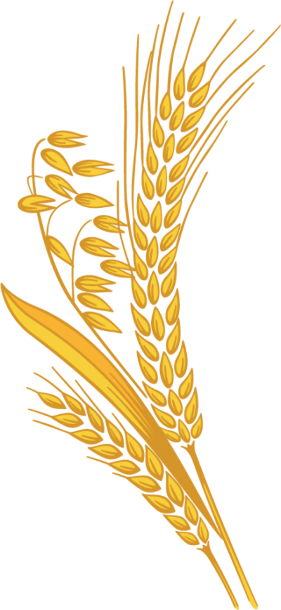 Download High Quality wheat clipart clear background Transparent PNG