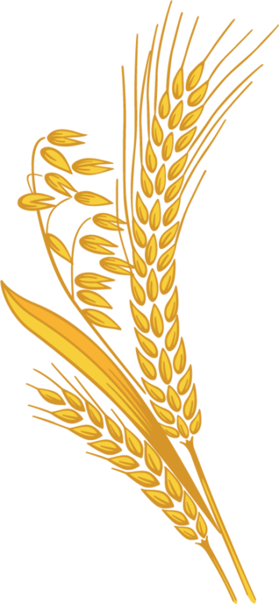 Download High Quality Wheat Clipart Trigo Transparent Png Images Art Images