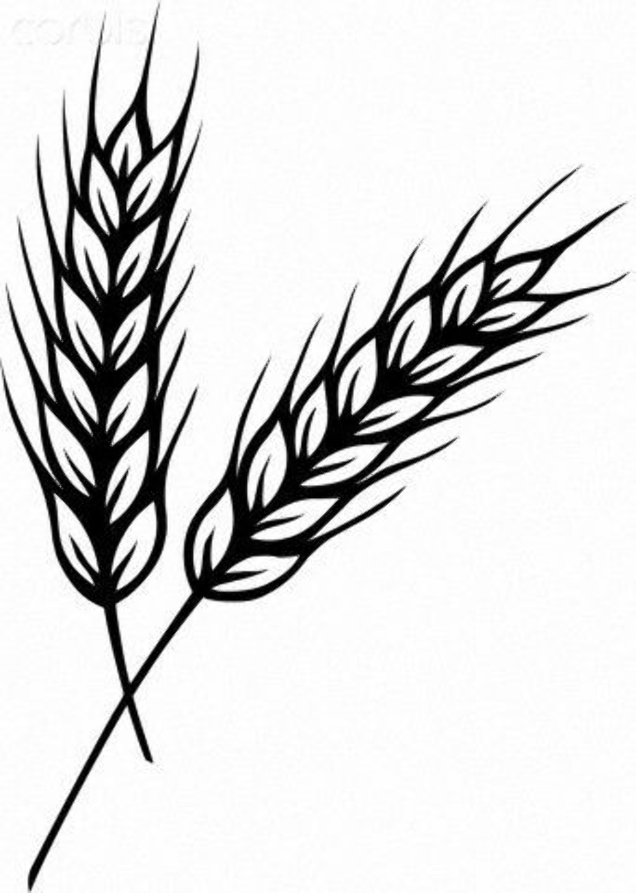 wheat clipart outline