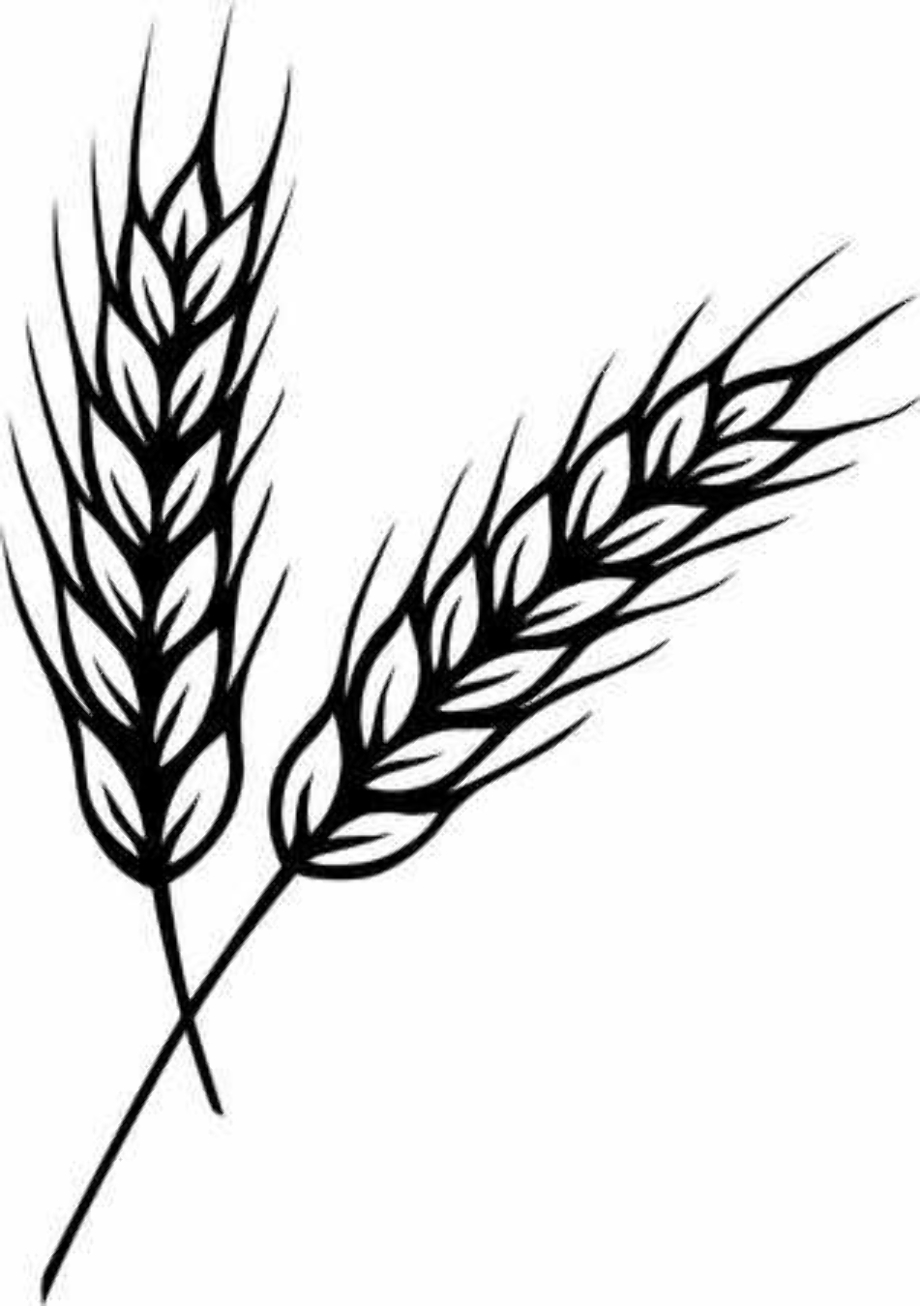 download-high-quality-wheat-clipart-trigo-transparent-png-images-art