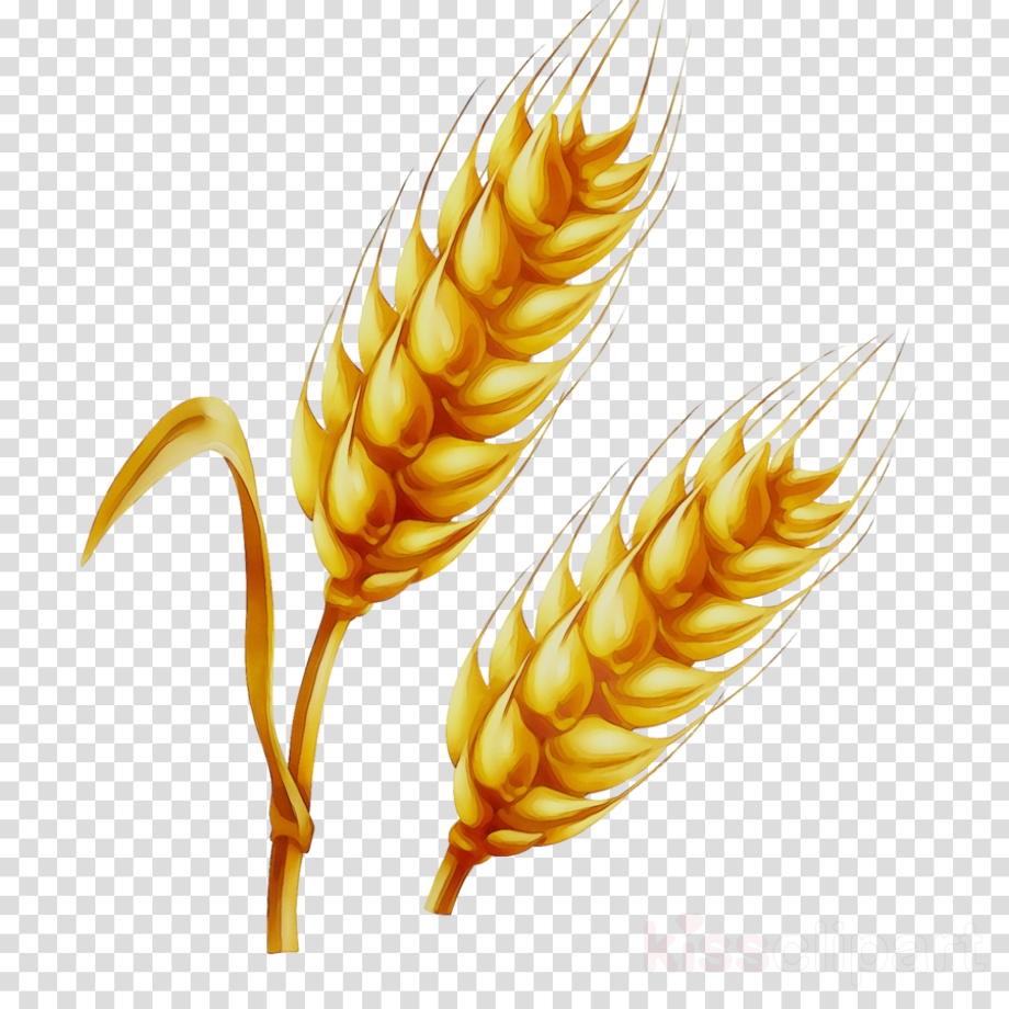 Download High Quality wheat clipart trigo Transparent PNG Images - Art