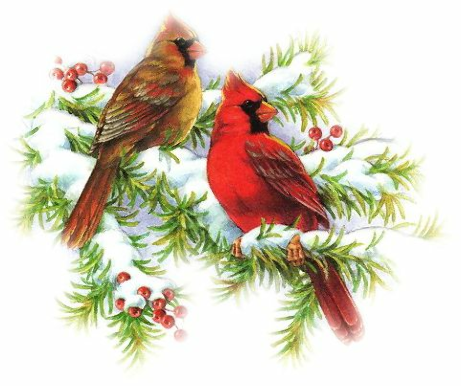 cardinal clipart branch