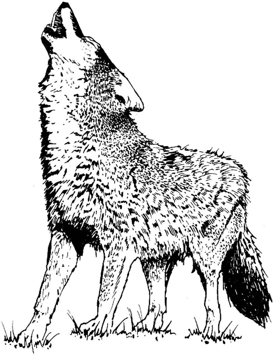 Download High Quality wolf clipart black and white Transparent PNG ...