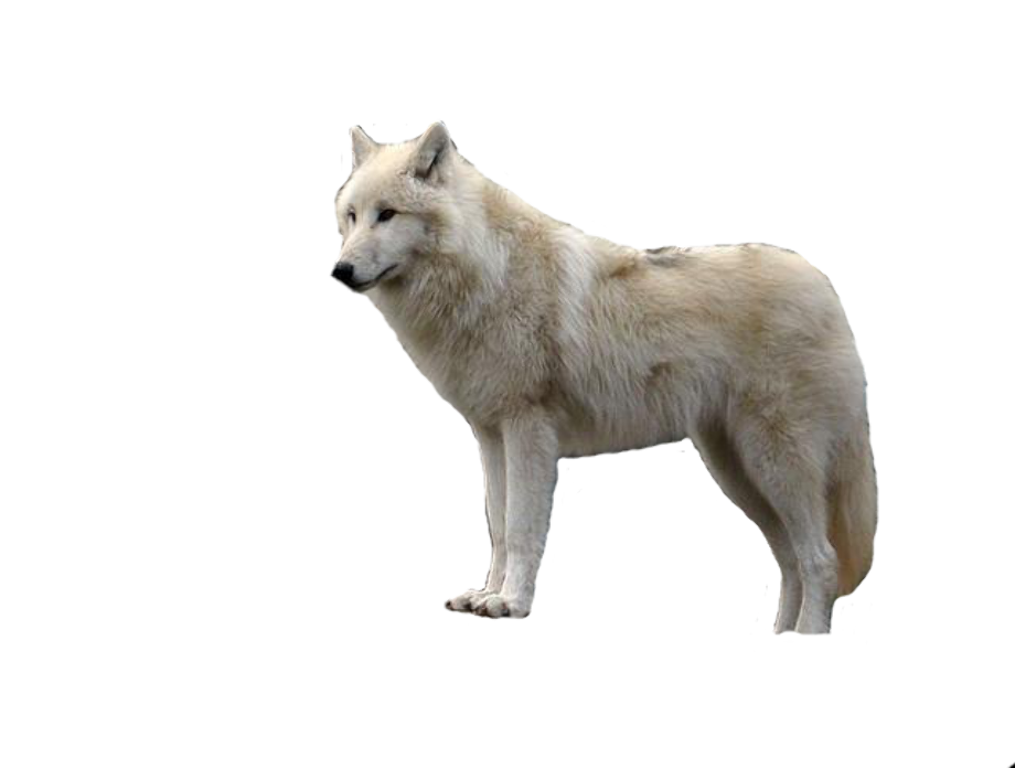 Download High Quality wolf clipart transparent background Transparent ...