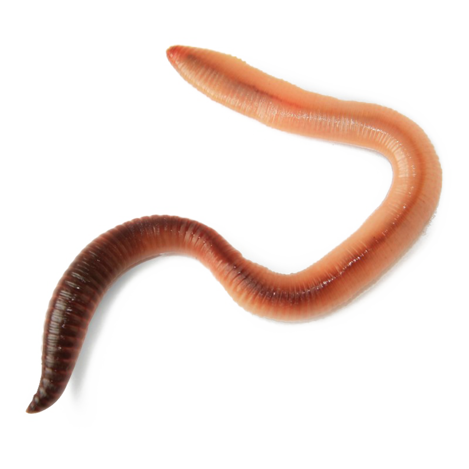 download light up worm