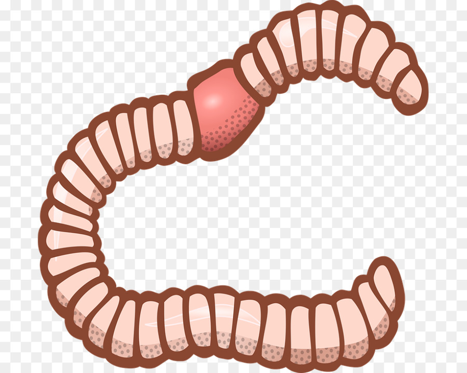 worm clipart clear background