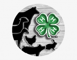 Beef Exp 4h Animal Decal - Transparent 4 H Logo PNG Image ...