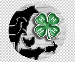 Cattle Sheep Livestock Show 4-H Goat PNG, Clipart, 4 H ...