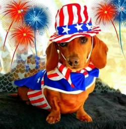 Free Patriotic Dog Cliparts, Download Free Clip Art, Free Clip Art ...