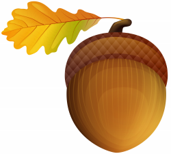 Acorn PNG Clip Art Image | Gallery Yopriceville - High ...