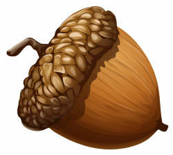 Free Acorns Cliparts, Download Free Clip Art, Free Clip Art ...