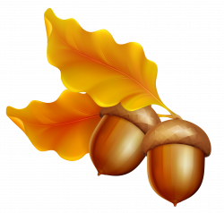 Acorn Leaf Oak Clip art - Transparent Autumn Leaves with ...