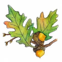 Gallery For > Oak Leaf And Acorn Clip Art | Oak leaves, Leaf ...