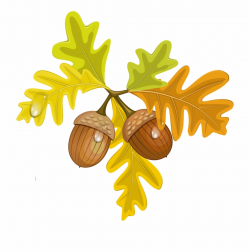 Download for free 10 PNG Acorn clipart leaves top images at ...