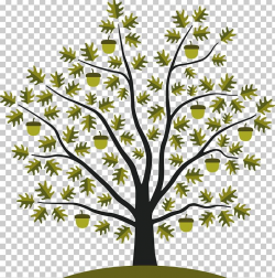 Acorn Tree White Oak Seed PNG, Clipart, Acorn, Acorn Tree ...